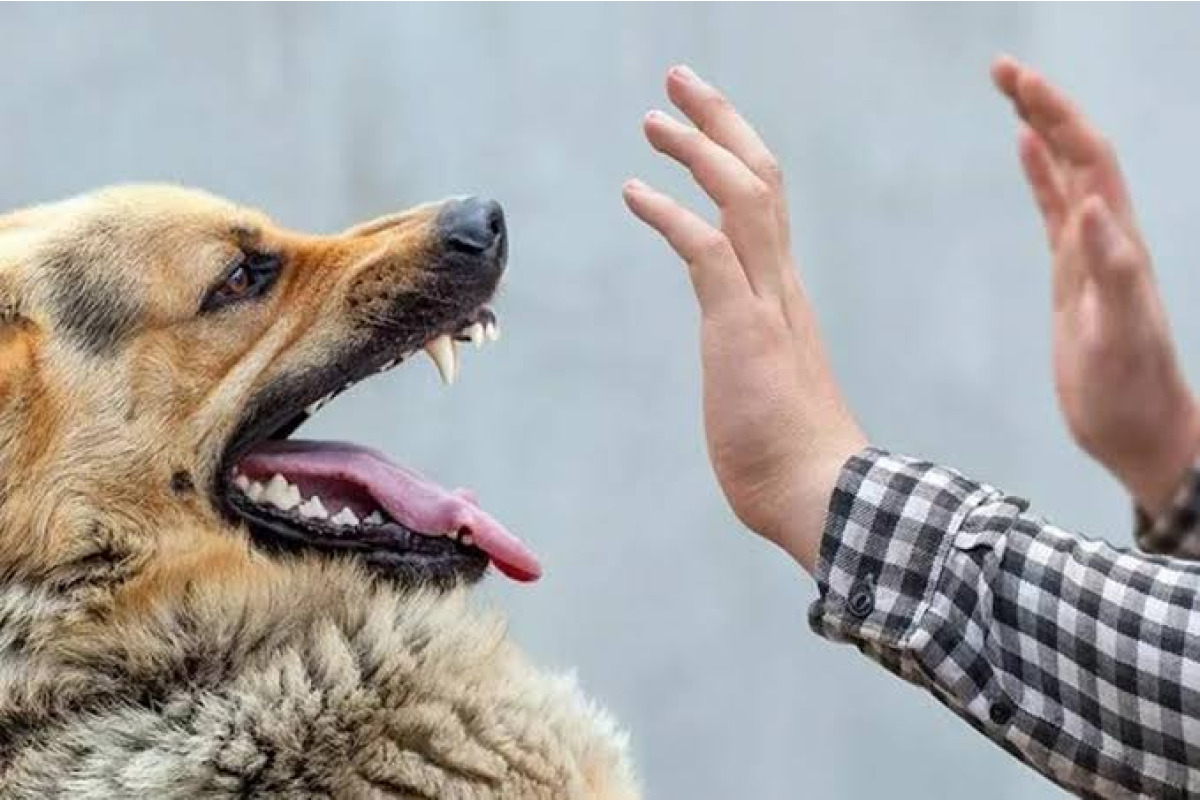У Богуславі безкоштовно вакцинуватимуть собак і котів проти сказу