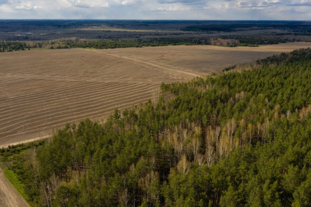 Прокуратура Київщини вимагає повернути державі землі лісогосподарського призначення