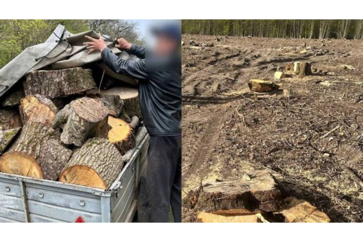Поблизу Володарки затримали "чорного" лісоруба