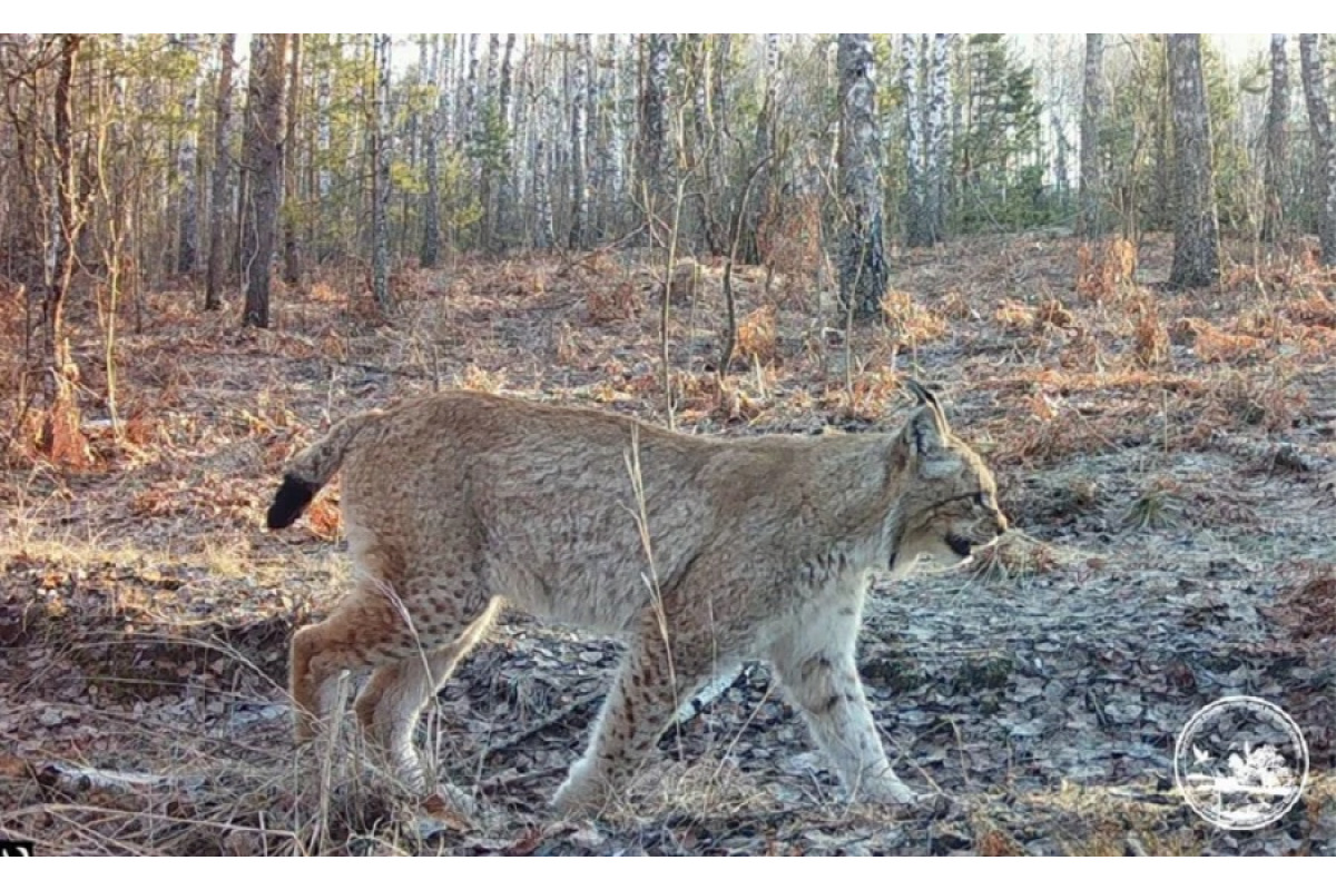 Чорнобильська зона: фотопастка зафіксувала рись під час осіннього полювання