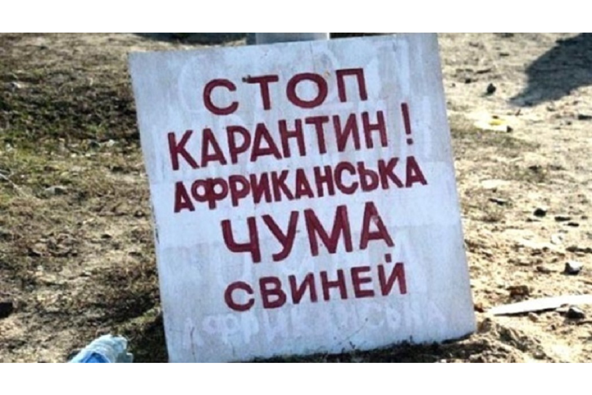 На Київщині зафіксовано випадок африканської чуми свиней