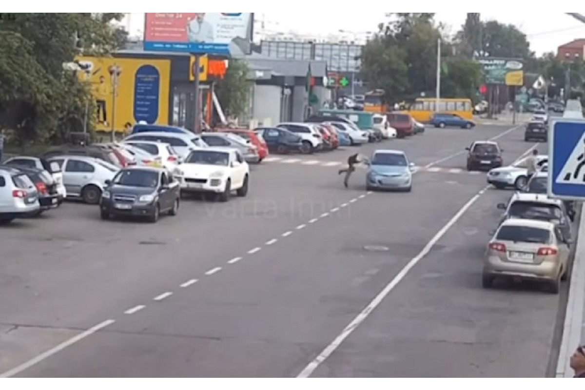 В Ірпені 39-річний чоловік кинувся під колеса автівки (ВІДЕО)