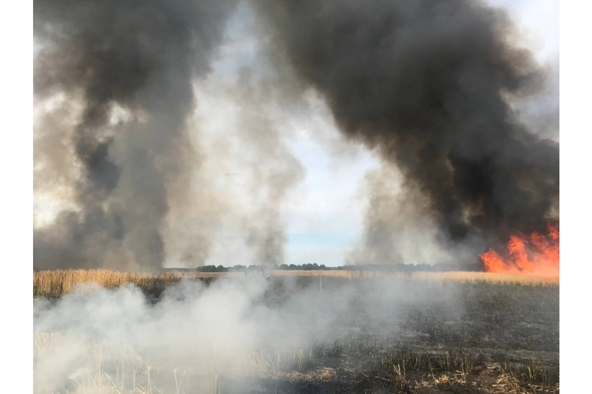На Фастівщині спалахнула масштабна пожежа на полі (ФОТО)