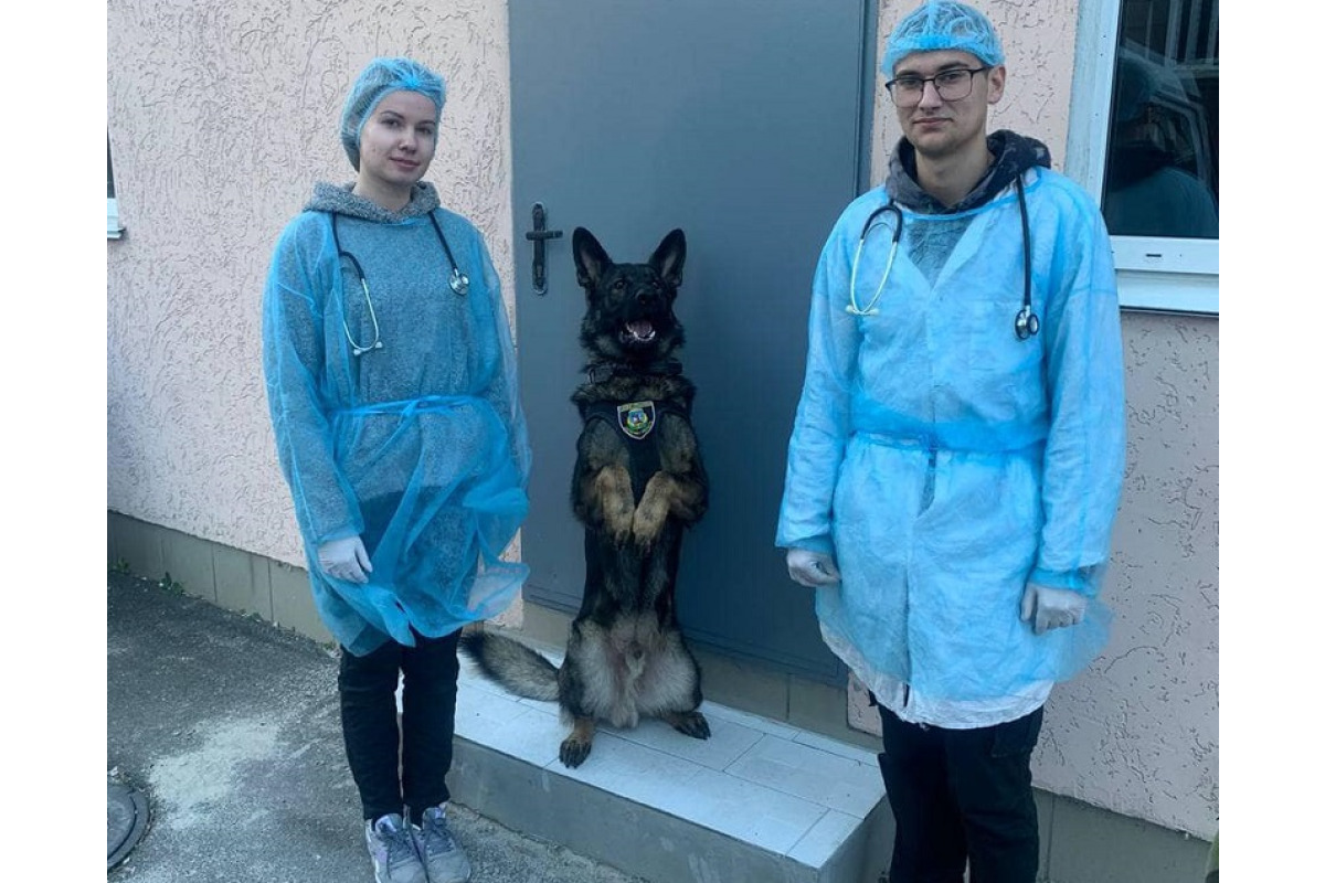 Спеціалісти кінологічного центру поліції Київщини проведуть огляд чотирилапих