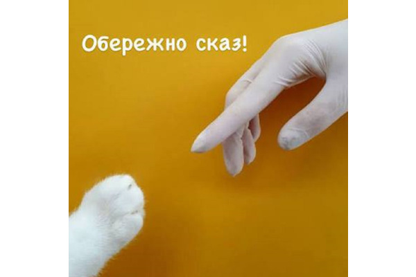У Бучанському та Обухівському районах виявили сказ у безпритульних тварин