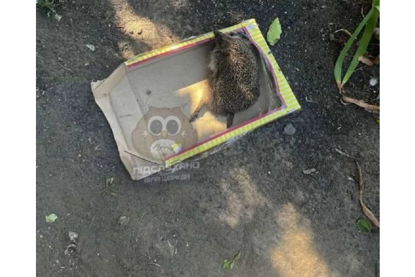 У Білій Церкві поліція розслідує жорстоке поводження з твариною