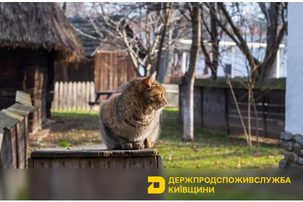 У Бучанському районі безкоштовно вакцинуватимуть домашніх тварин від сказу