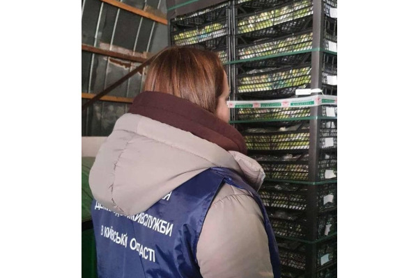 На Київщині знищили майже тонну кабачків через небезпеку для здоров’я
