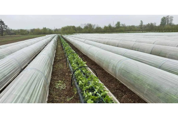 Ягідний бізнес на продаж: ферма на Київщині коштує $200 тисяч