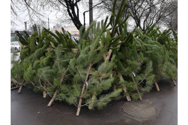 В Ірпені відкрилися ялинкові базари