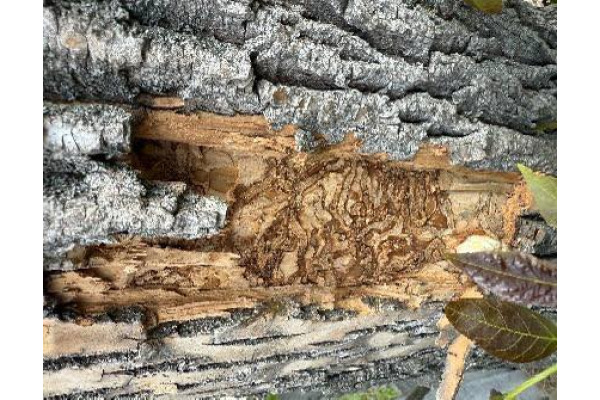 У Білогородці запроваджено карантин через небезпечного шкідника