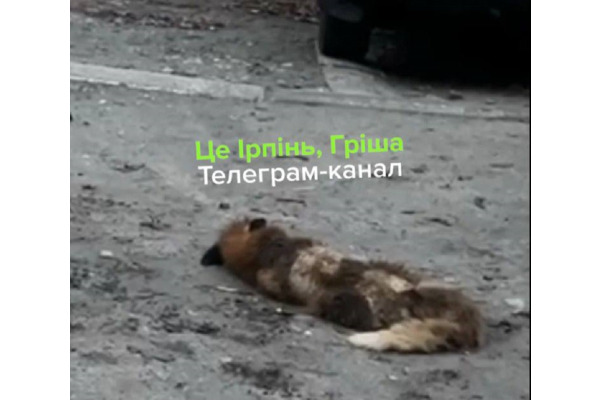 В Ірпені на подвір’ї житлового будинку виявили поранену лисицю