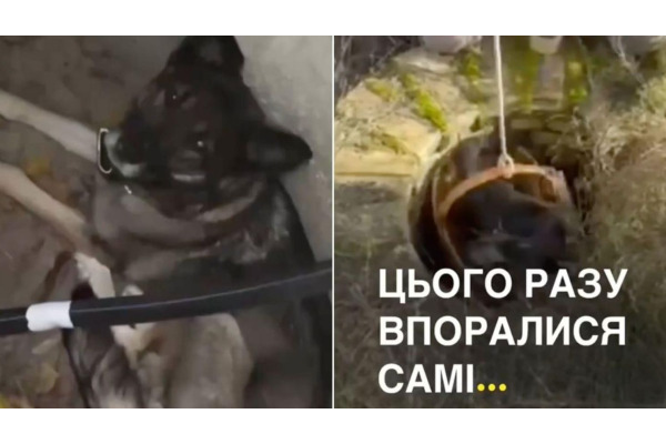 Два порятунки за два дні: бориспільські електрики визволили тварин із люків