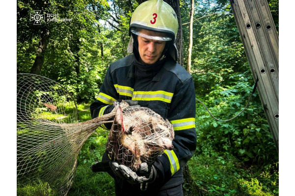 Незвичний виклик: операція з порятунку єнотихи в дендропарку