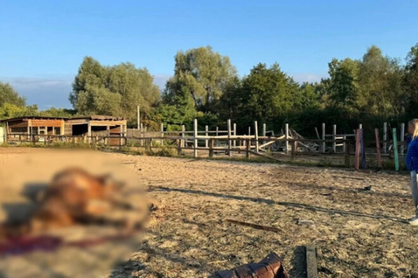 На Київщині російські дрони атакували спортивну базу: загинули сім коней