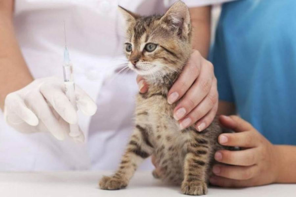 В Ірпені відбудеться безкоштовна вакцинація домашніх улюбленців