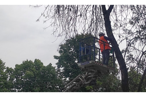 Небезпечного жука, що знищує ясени виявили у Боярці