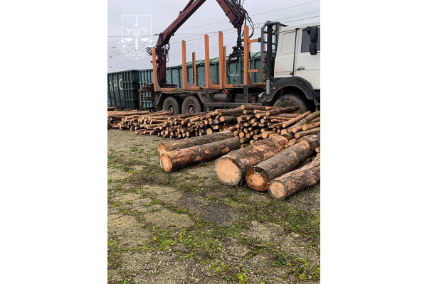 На Київщині викрили спробу контрабанди цінної соснової деревини під виглядом дров