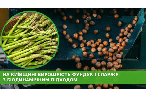 На Київщині розвивають біодинамічне землеробство - фундук і спаржа без хімії