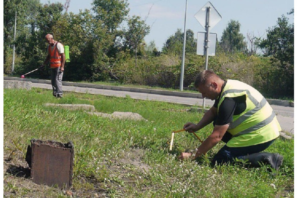 В Українці розпочали боротьбу із небезпечною для людей амброзією полинолистою