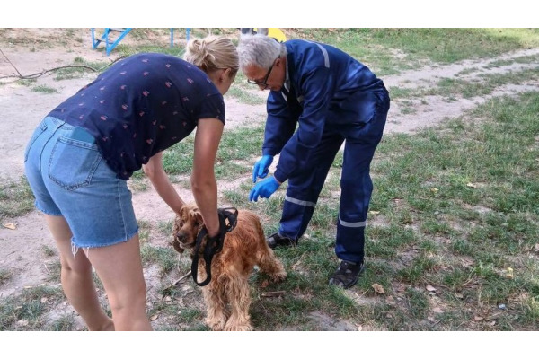 Масова вакцинація: на Київщині щепили від сказу понад 6,5 тисяч тварин