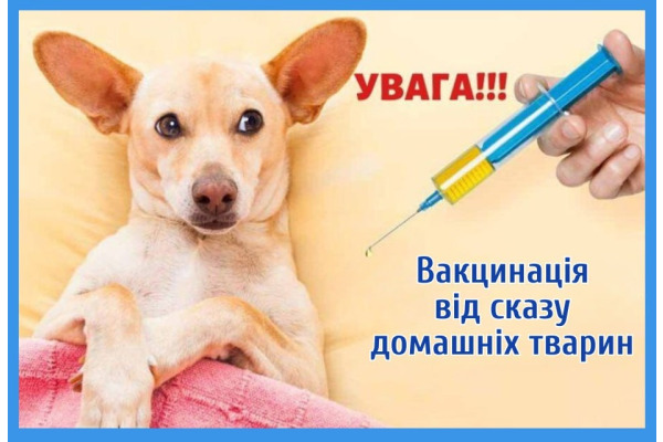 На Васильківщині ветеринари об’їдуть села та місто для вакцинації тварин від сказу