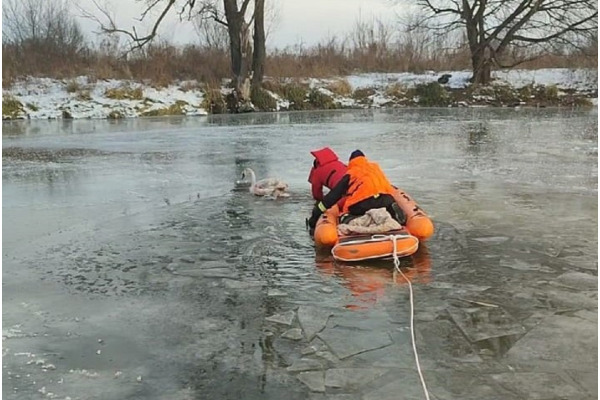 В Ірпені рятувальники врятували травмованого лебедя з крижаної пастки