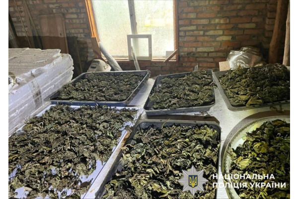 На Білоцерківщині затримали чоловіка за вирощування та збут 120 кг канабісу
