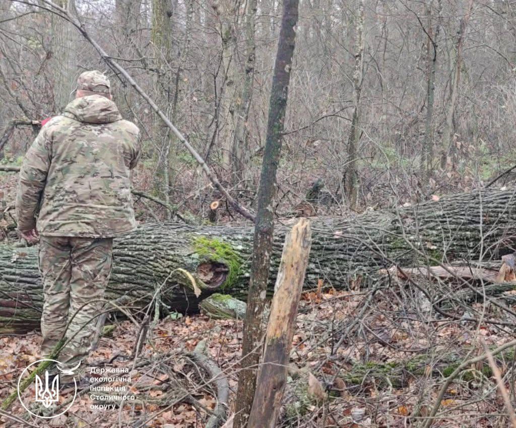 Державна екологічна інспекція спростувала інформацію про незаконну вирубку лісу на Білоцерківщині