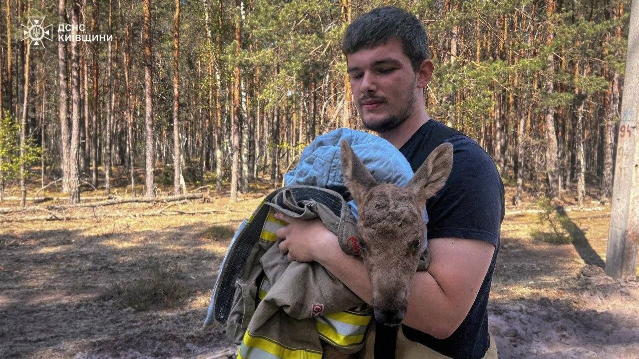 У Чорнобильському заповіднику з пожежі врятували новонароджене лосеня
