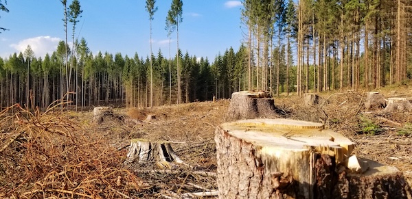 "Ліси України" у суді отримали штраф за невчасну вирубку дерев у парку на мільйони
