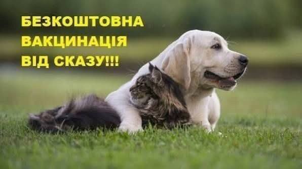 Жителів Михайлівки-Рубежівки запрошують безкоштовно вакцинувати тварин від сказу