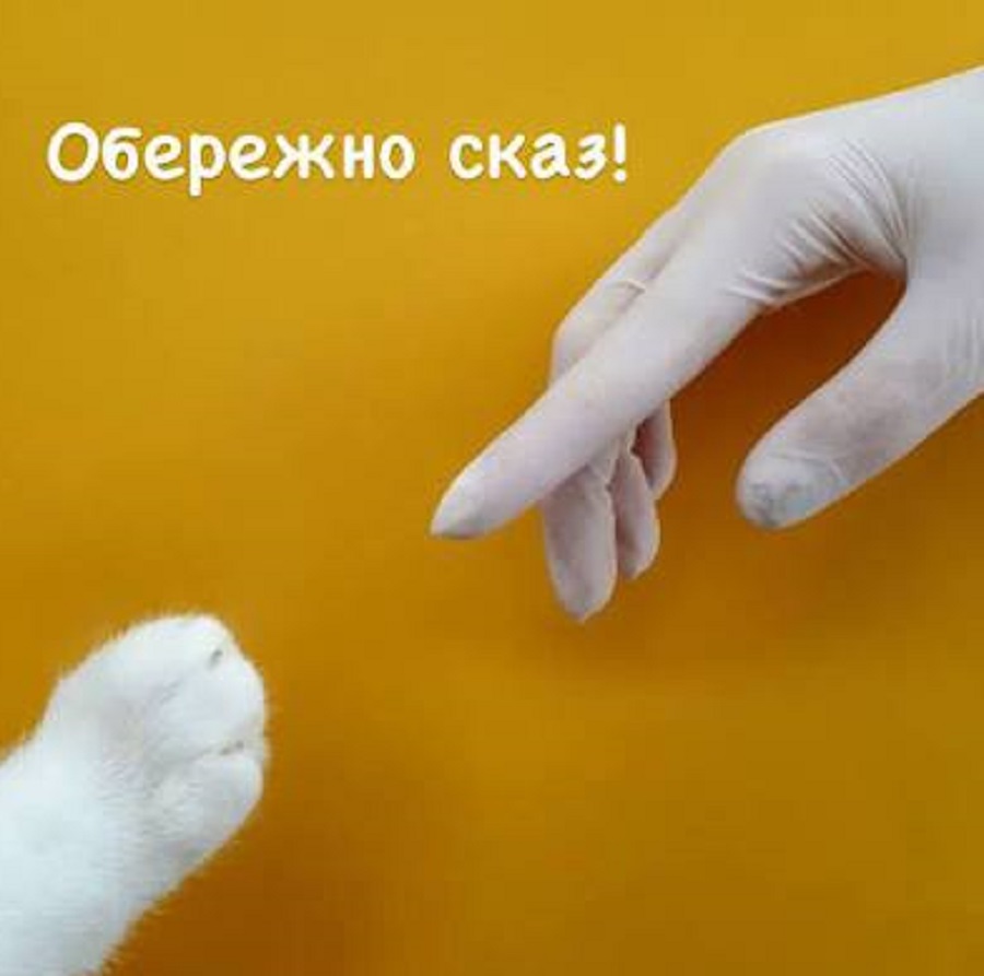 У Бучанському та Обухівському районах виявили сказ у безпритульних тварин