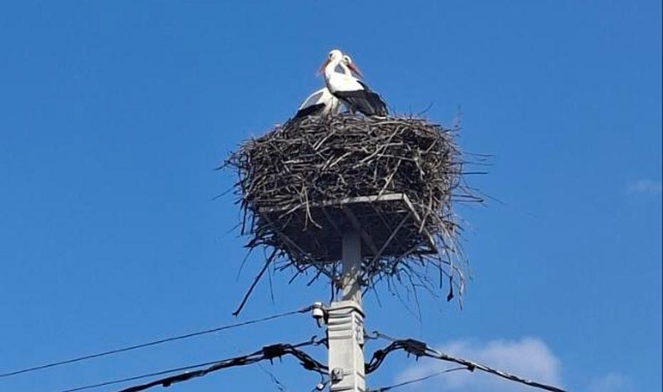 ДТЕК Київські регіональні електромережі встановили ще 7 захисних платформ для лелечих гнізд