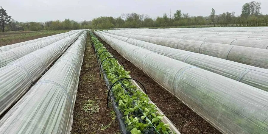 Ягідний бізнес на продаж: ферма на Київщині коштує $200 тисяч