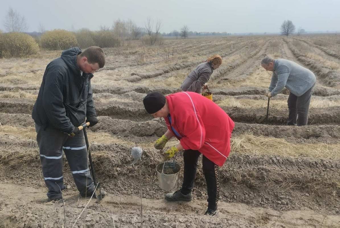 Новий ліс на Переяславщині: мешканці Студениківської громади висадили тисячі дерев