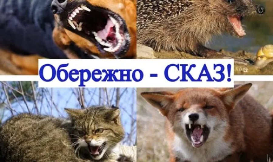 У Бучанському районі через випадок сказу в кота запровадили карантин