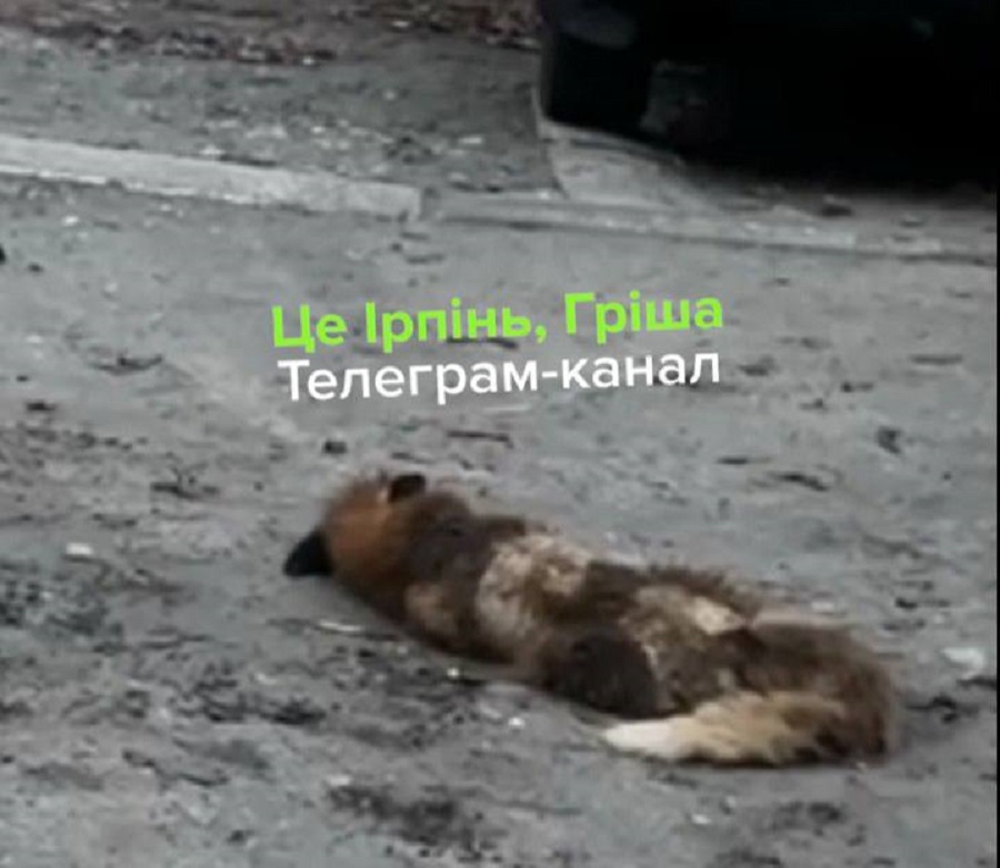 В Ірпені на подвір’ї житлового будинку виявили поранену лисицю