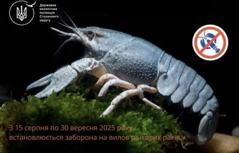 З 15 серпня у Київській області діятиме заборона на вилов раків