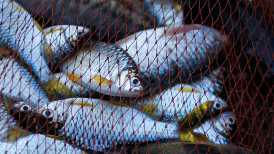 На Київському водосховищі та річці Ірпінь зафіксували масштабне браконьєрство