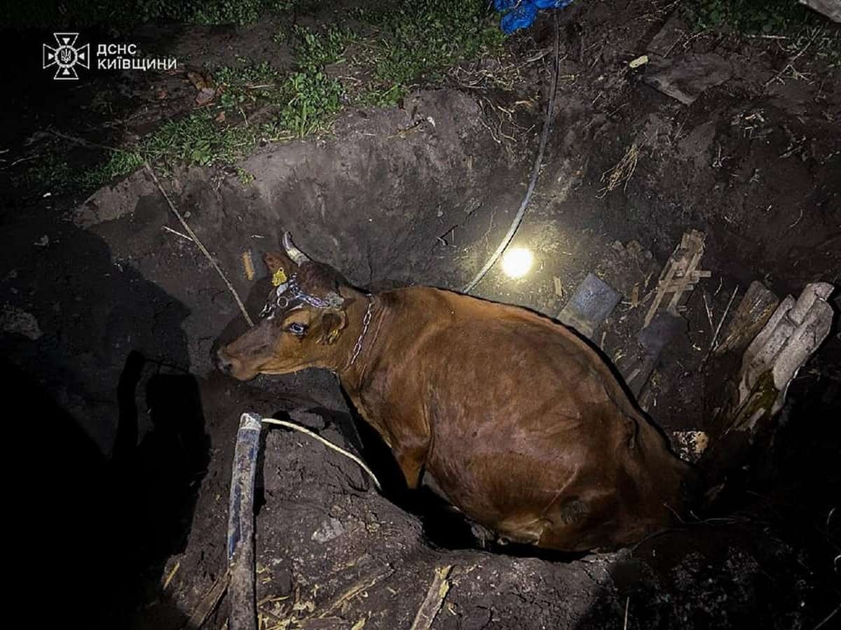 На Бориспільщині рятувальники витягнули з ями 400-кілограмову корову