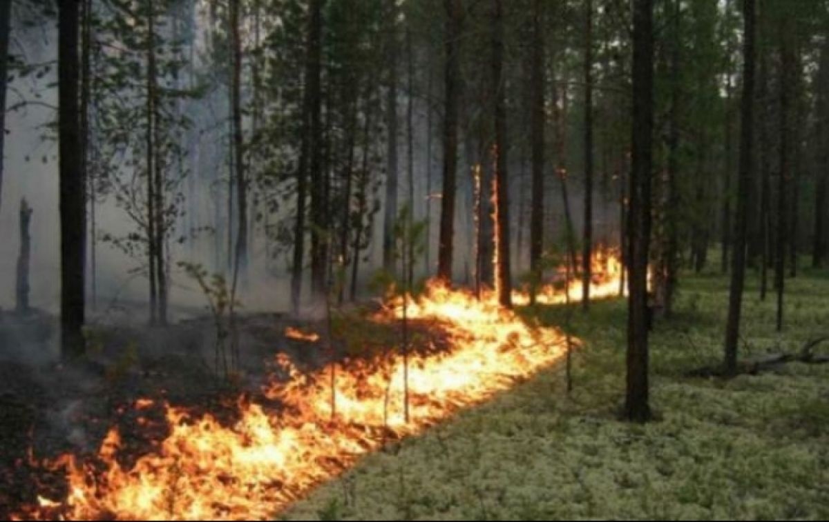 Відкритий вогонь може спричинити масштабні пожежі: попередження для жителів Київщини
