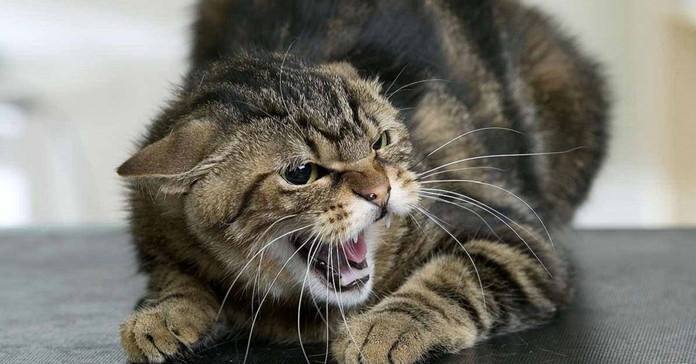 У Гостомелі зафіксували сказ у домашнього кота