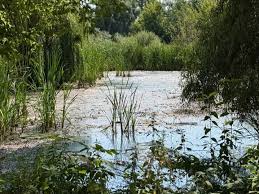 Забруднення водойм на Київщині: тепер перевіряють річку Ірпінь