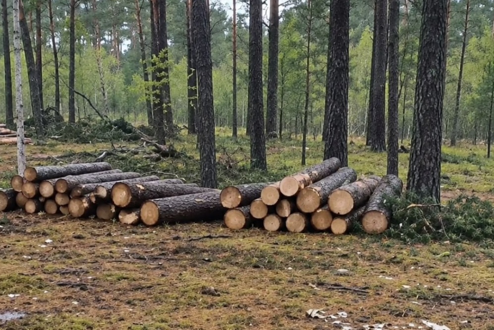 У Катюжанському лісництві на Вишгородщині незаконно вирубали 108 дерев