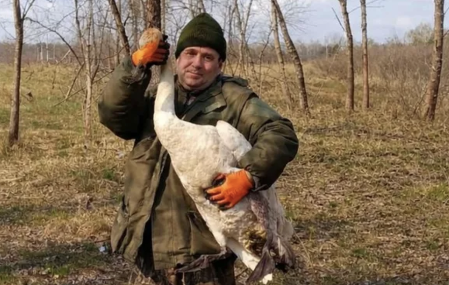 Лебедя, який заплутався у дроті, врятували у Чорнобильському заповіднику