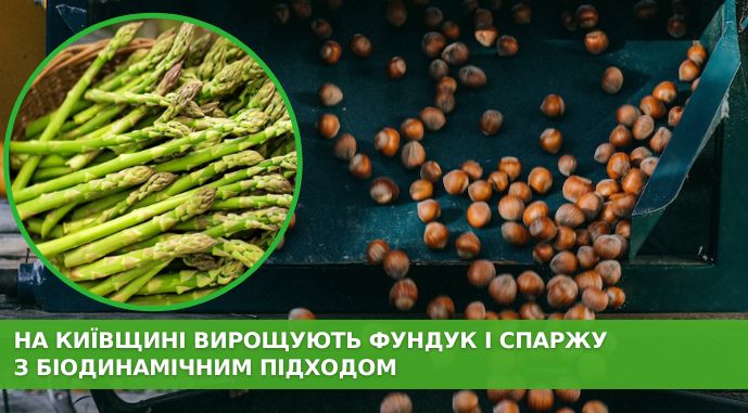 На Київщині розвивають біодинамічне землеробство - фундук і спаржа без хімії