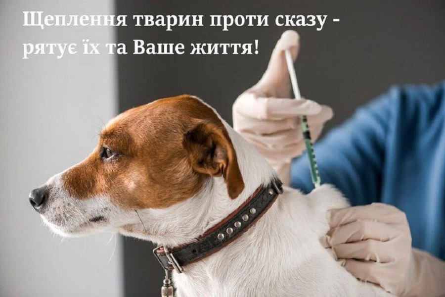 У Гостомелі зафіксували випадок сказу: у громаді розпочали безкоштовну вакцинацію тварин