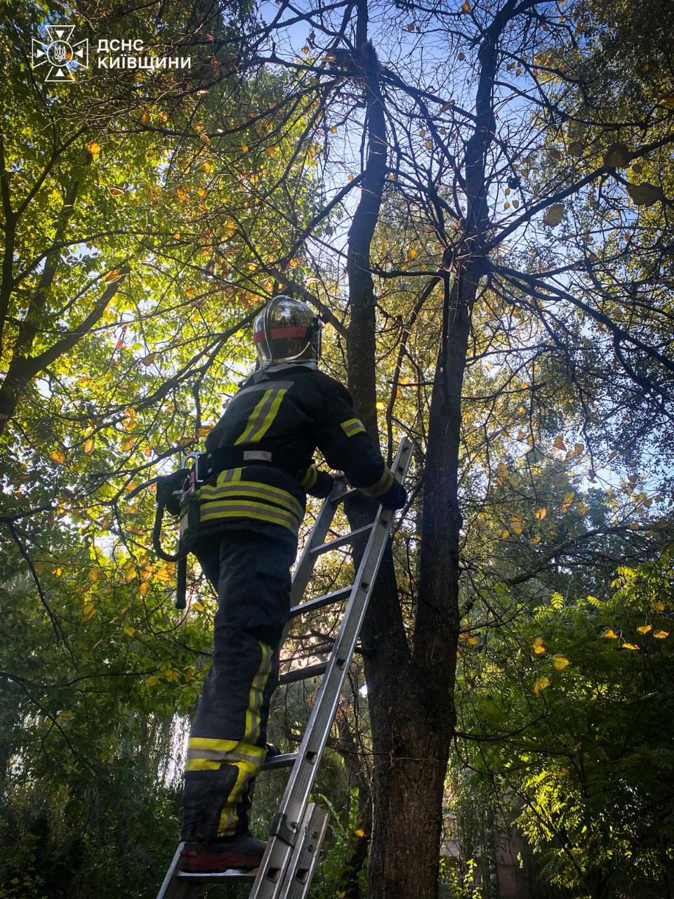 У Чабанах рятувальники зняли кота з дерева за допомогою автодрабини