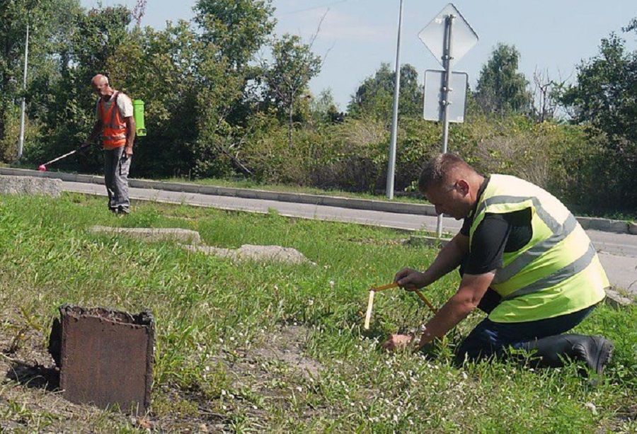 В Українці розпочали боротьбу із небезпечною для людей амброзією полинолистою